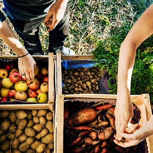 Obst- und Gemüsekisten