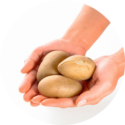 Kartoffeln in zwei Händen